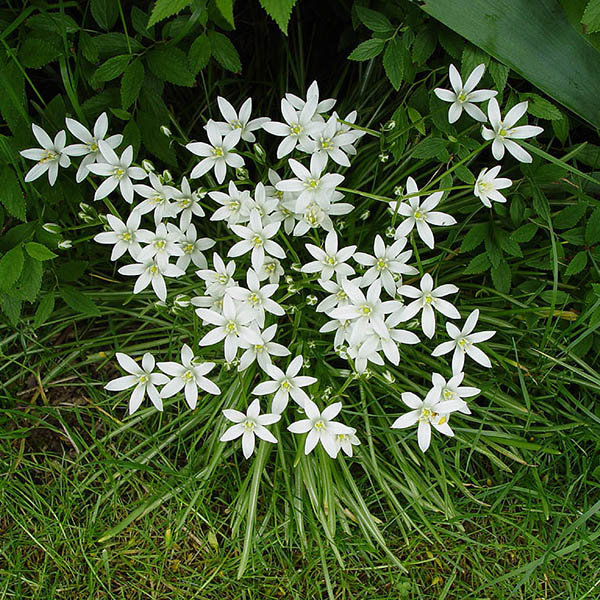 star of bethlehem - donatella lechiancole - bach centre