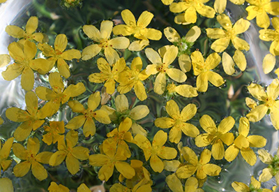 donatella lechiancole - primo livello fiori di bach - bach centre